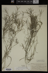 Potamogeton strictifolius image