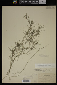 Potamogeton strictifolius image