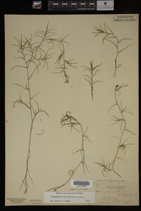 Potamogeton strictifolius image