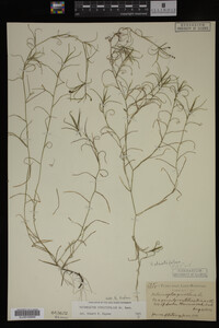 Potamogeton strictifolius image