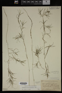 Potamogeton strictifolius image