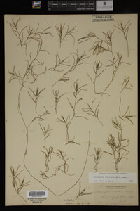Potamogeton strictifolius image