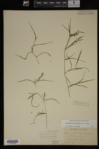 Potamogeton strictifolius image