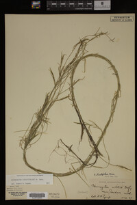 Potamogeton strictifolius image