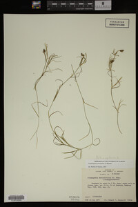 Potamogeton strictifolius image