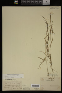 Potamogeton strictifolius image