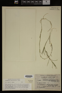 Media resource of Potamogeton strictifolius