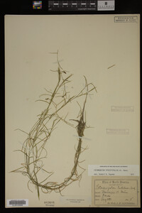 Potamogeton strictifolius image
