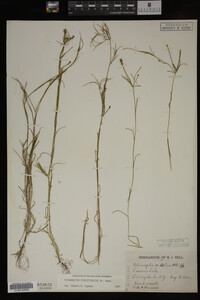 Potamogeton strictifolius image