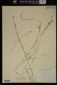 Potamogeton strictifolius image