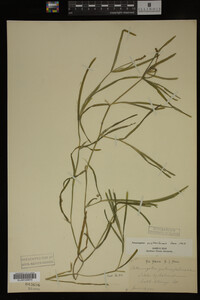 Potamogeton zosteriformis image