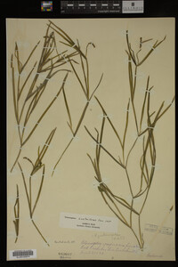 Potamogeton zosteriformis image