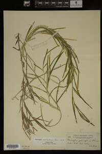 Media resource of Potamogeton zosteriformis