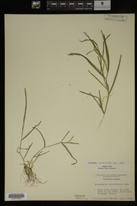 Potamogeton zosteriformis image