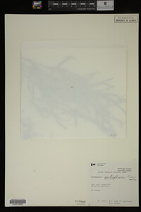 Potamogeton zosteriformis image