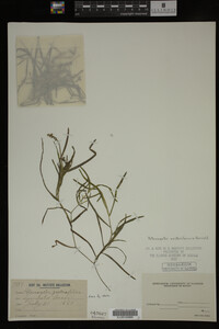 Potamogeton zosteriformis image