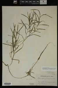 Potamogeton zosteriformis image