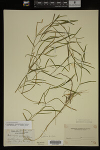 Potamogeton zosteriformis image