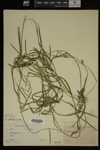 Potamogeton zosteriformis image
