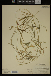 Potamogeton zosteriformis image