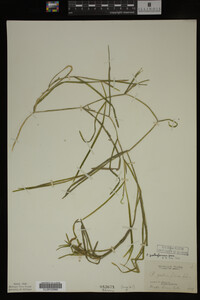 Potamogeton zosteriformis image