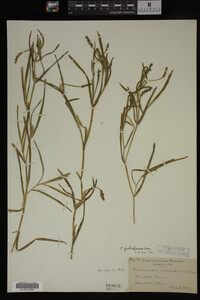 Potamogeton zosteriformis image
