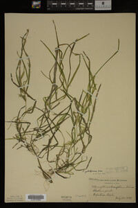 Potamogeton zosteriformis image
