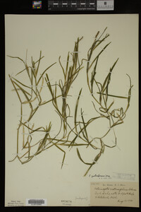 Potamogeton zosteriformis image