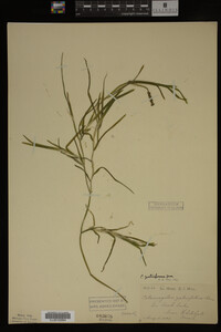Potamogeton zosteriformis image
