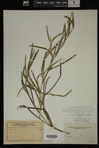 Potamogeton zosteriformis image