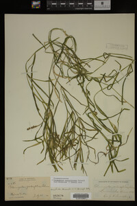 Potamogeton zosteriformis image