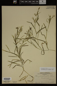 Potamogeton zosteriformis image