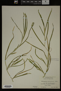 Potamogeton zosteriformis image