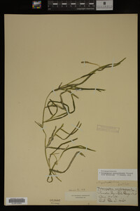 Potamogeton zosteriformis image
