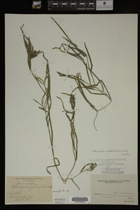 Potamogeton zosteriformis image