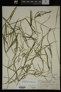 Potamogeton zosteriformis image