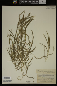 Potamogeton zosteriformis image