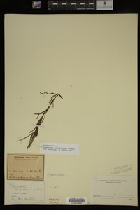 Potamogeton zosteriformis image