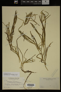 Potamogeton zosteriformis image