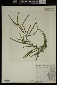 Potamogeton zosteriformis image