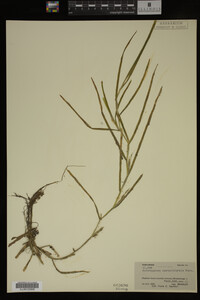 Potamogeton zosteriformis image