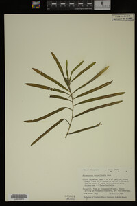 Potamogeton zosteriformis image