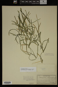 Potamogeton zosteriformis image