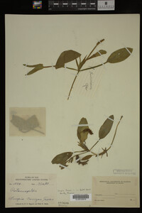Image Associated With the Occurrence