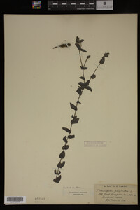 Image Associated With the Occurrence