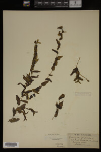 Potamogeton perfoliatus image