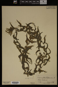 Potamogeton perfoliatus image