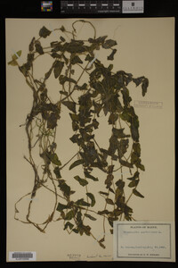 Potamogeton perfoliatus image