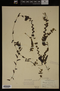 Image Associated With the Occurrence