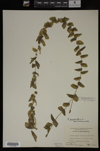 Potamogeton perfoliatus image